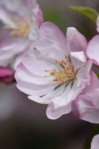 Close-up of pink cherry blossom