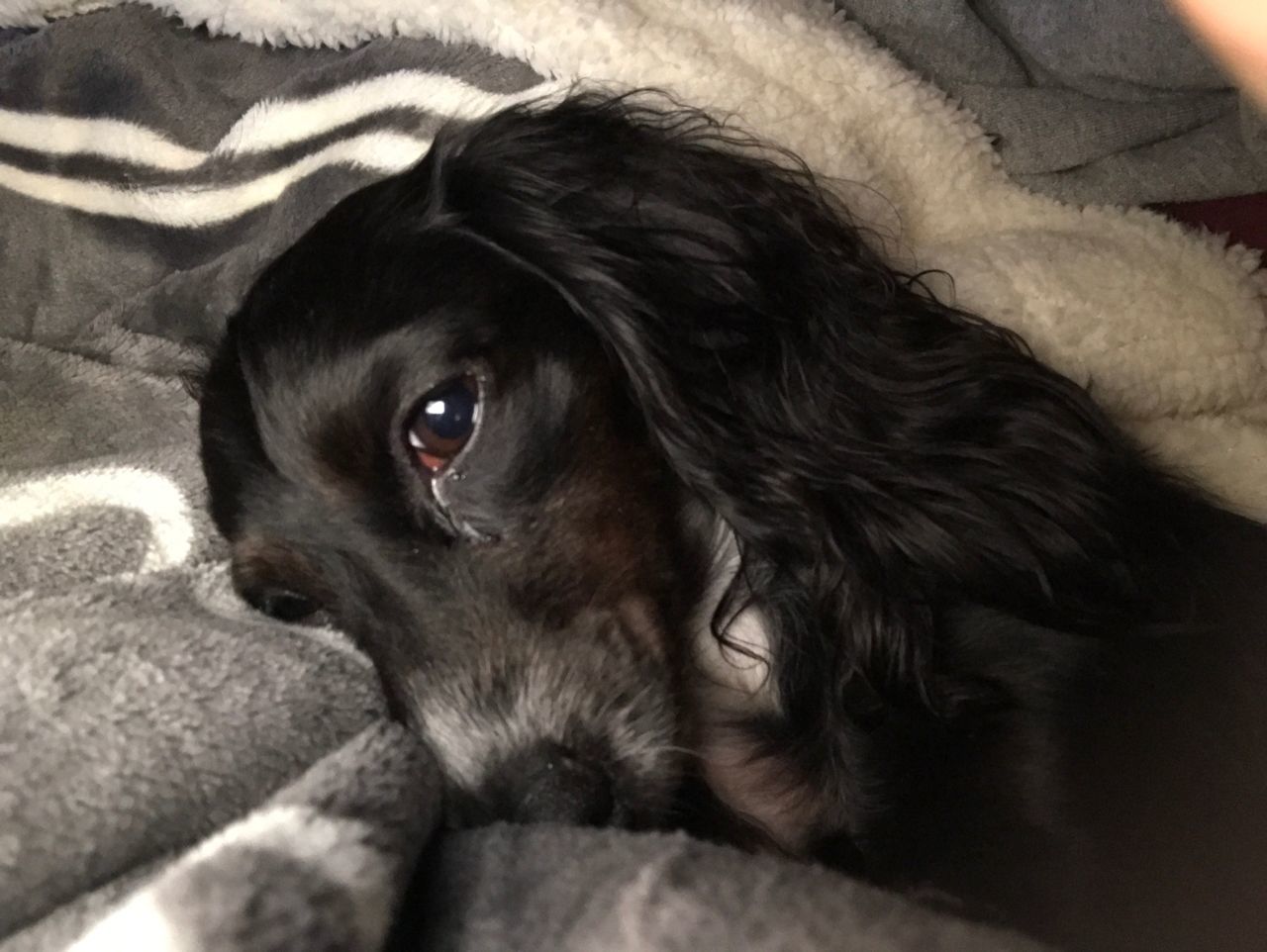 PORTRAIT OF BLACK DOG LYING DOWN ON FLOOR