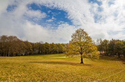 Trees on field against cloudy sky