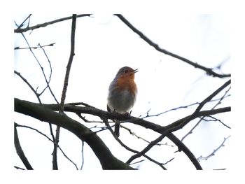 Low angle view of bird perching on branch