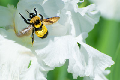 Close-up of bee on white flower