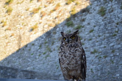 Close-up portrait of owl