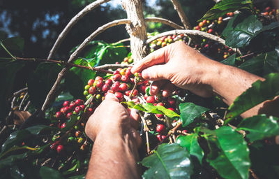 Midsection of man holding fruit growing in farm