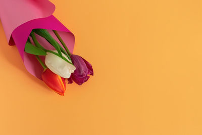 Close-up of rose against white background