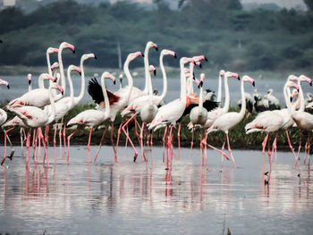 Flock of birds in lake