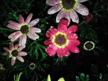 Close-up of flowers blooming outdoors