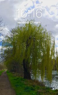 Reflection of trees in water