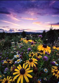 Yellow flowers blooming on field against sky