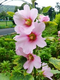 Close-up of pink flowers