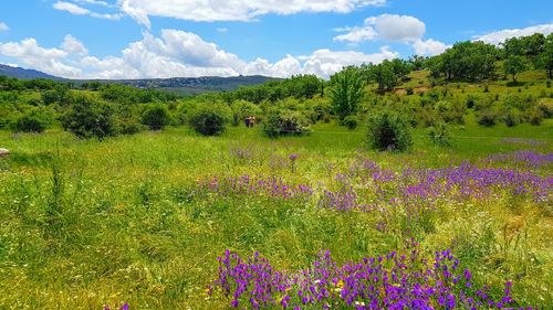 Scenic view of flowering plants on field against sky