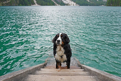 Bernese mountain dog getting out of the water of the mountain lake. lago di braies, dolomites, italy