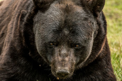Close-up portrait of pug