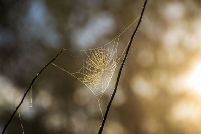 Close-up of spider web on plant