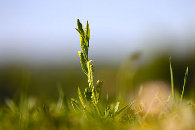 Close-up of crops growing on field