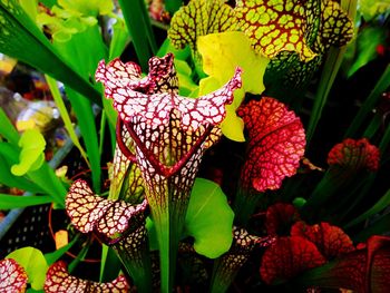 Close-up of red flower