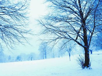 Bare tree on snow covered field