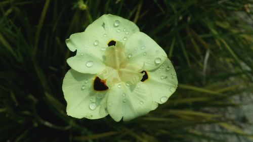 Close-up of water drops on flower