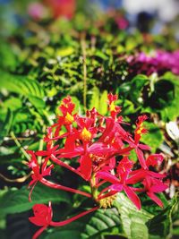 Close-up of red flowers