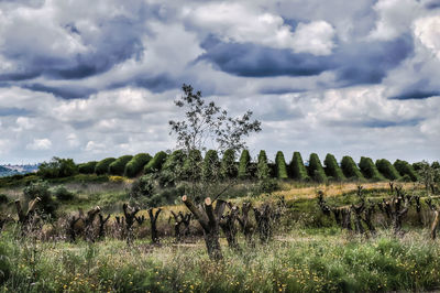 Plants growing on field against sky