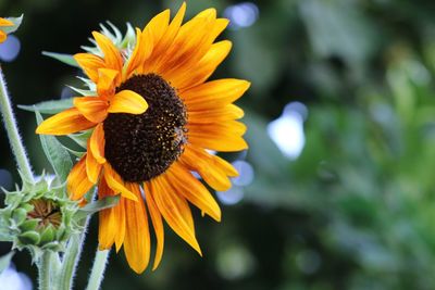 Close-up of sunflower blooming outdoors