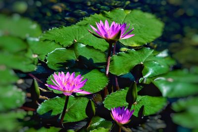 Close-up of pink flowering plant
