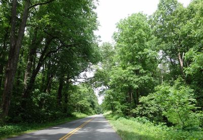 Road amidst trees in forest