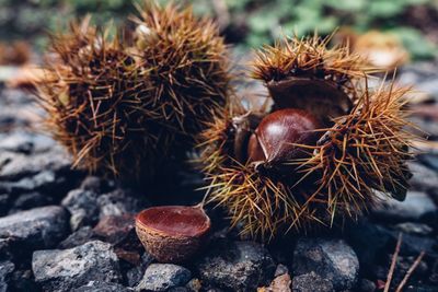 Close-up of chestnuts on footpath 