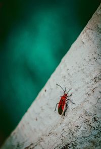 High angle view of ant on leaf