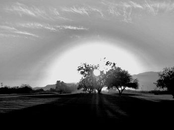 Trees on field against sky