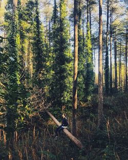 Full frame shot of bamboo trees