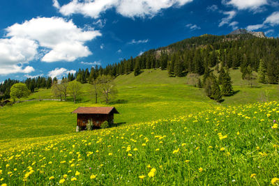 Scenic view of field against sky