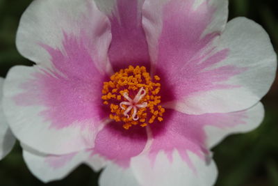 Close-up of pink flower