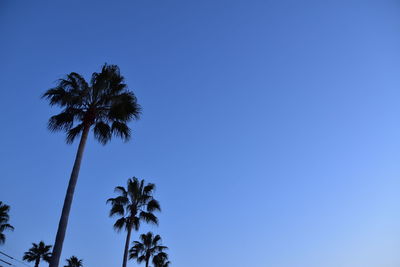 Low angle view of palm trees against clear blue sky