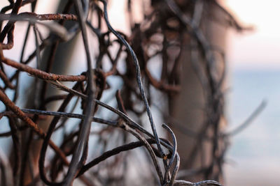 Close-up of dried tree trunk