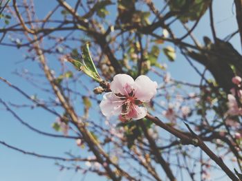 Low angle view of cherry blossoms in spring