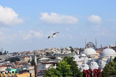 Seagull flying above buildings in istanbul 