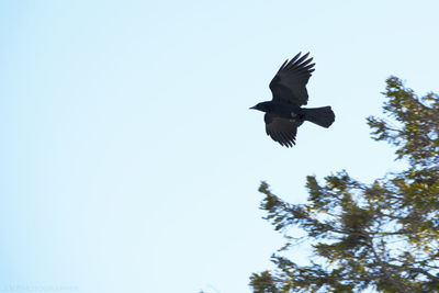 Low angle view of eagle flying against clear sky