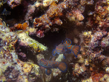 Fish swimming in sea