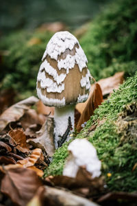 Close-up of mushroom on field