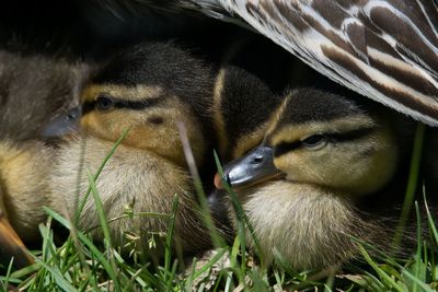 Ducklings sheltering under their mother in green-wood cemetery, brooklyn