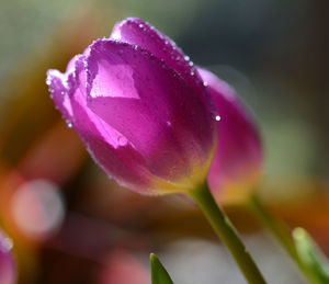 Close-up of pink flower blooming outdoors