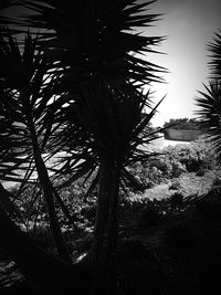 Silhouette palm tree against sky