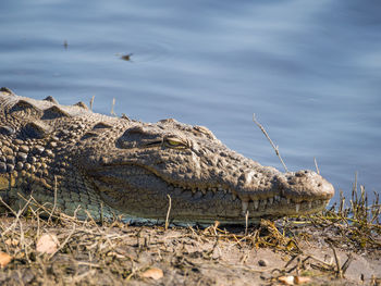 Close-up of african crocodile resting on shore against sky, chobe national park, botswana