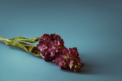 Close-up of pink roses against blue background