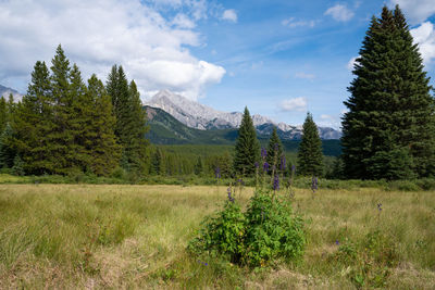 Scenic view of grassy field against sky