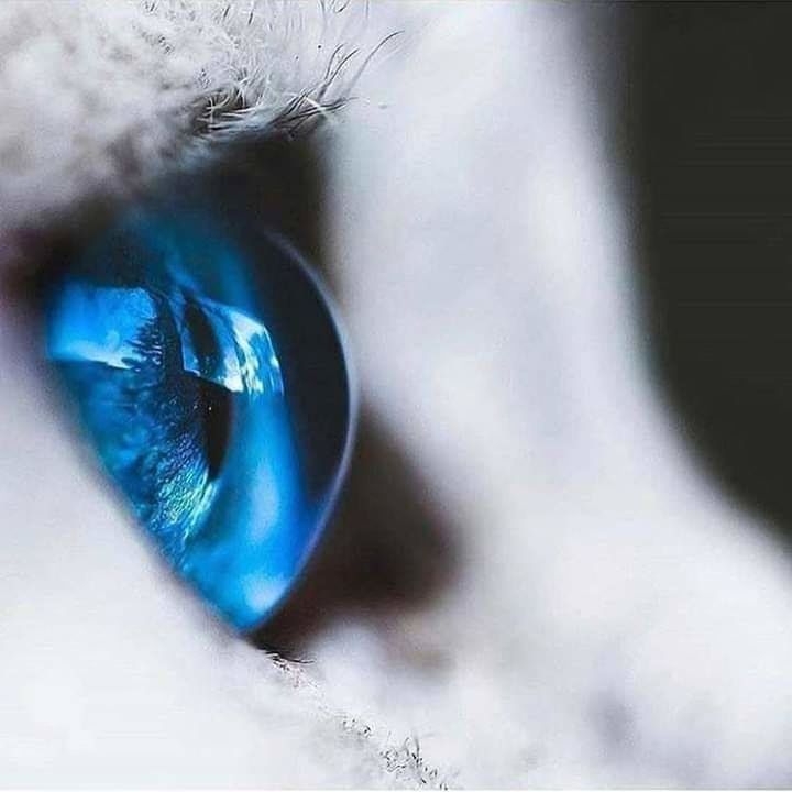 eye, human body part, eyesight, human eye, body part, eyelash, close-up, sensory perception, blue, extreme close-up, one person, iris - eye, macro, selective focus, women, adult, eyeball, looking, blue eyes, human face