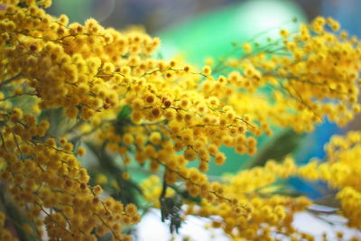 Close-up of yellow flowering plant