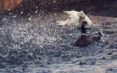 Ducks swimming in river