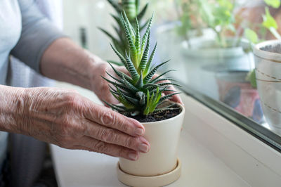 Cropped hand holding potted plant