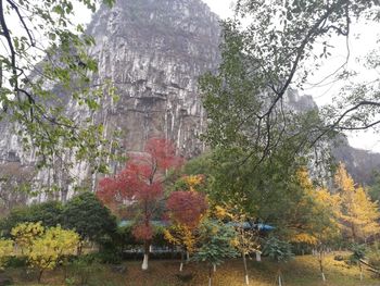 Low angle view of trees on mountain